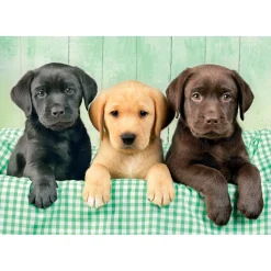 Clementoni Puzzel 1000 stuks Labrador pubs 3 kleuren compact