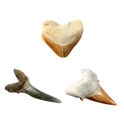 National Geographic Shark Tooth Dig Kit