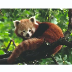 Ravensburger puzzel schattige rode panda 500 stukjes