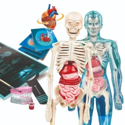 Wetenschap anatomie nl